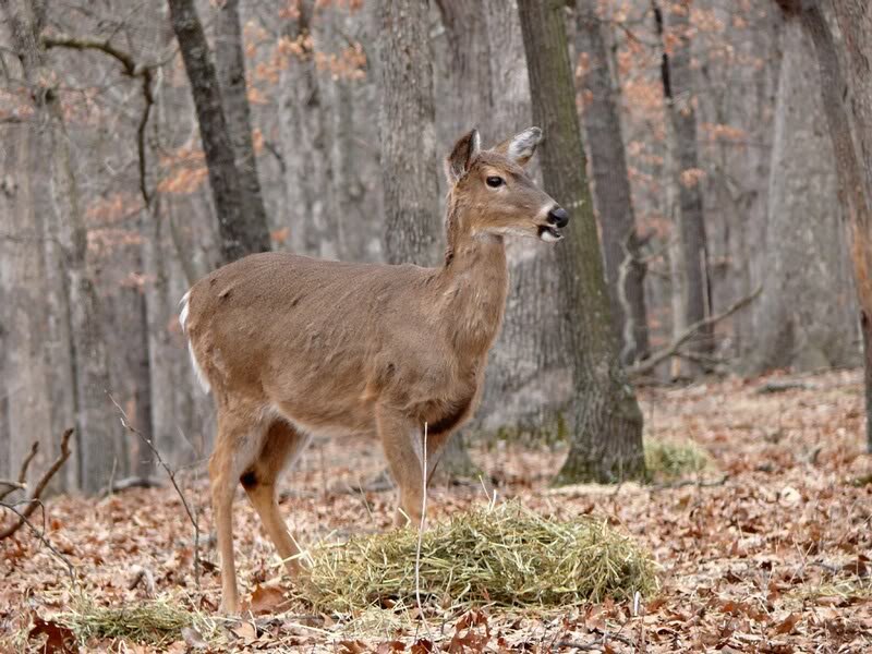 Deer in Forest — Brown, Calm