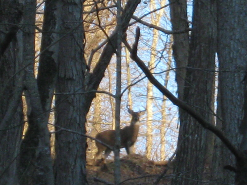 Deer in Forest — Brown, Natural