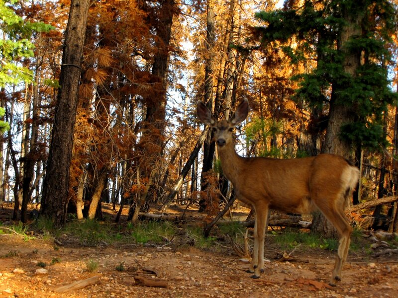 Deer in Forest — Brown, Serene, Afternoon