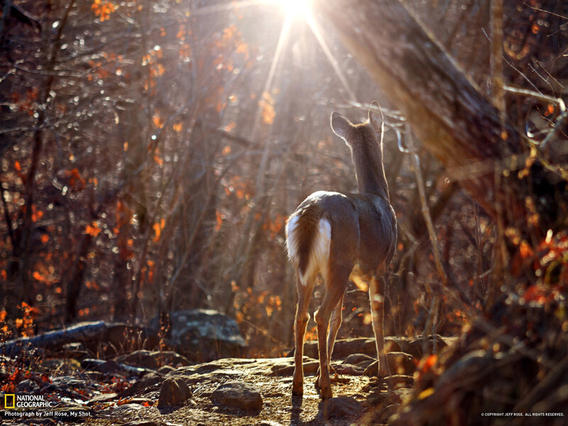 Deer in Forest — Brown, Serene, Autumn