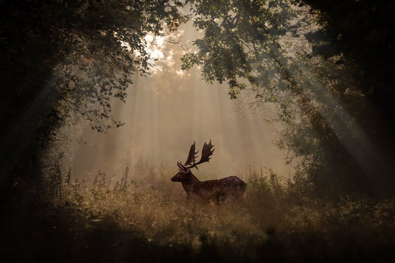 Deer in Forest — Brown, Serene, Morning, Photograph