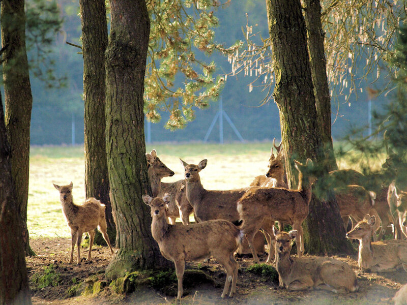 Deer in Forest — Brown, Serene, Morning
