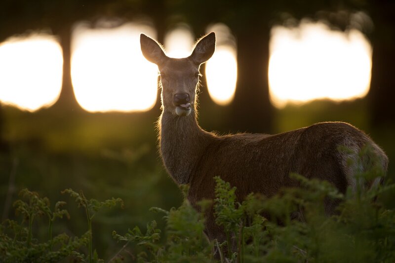 Deer in Forest — Brown, Serene, Sunset, Photograph