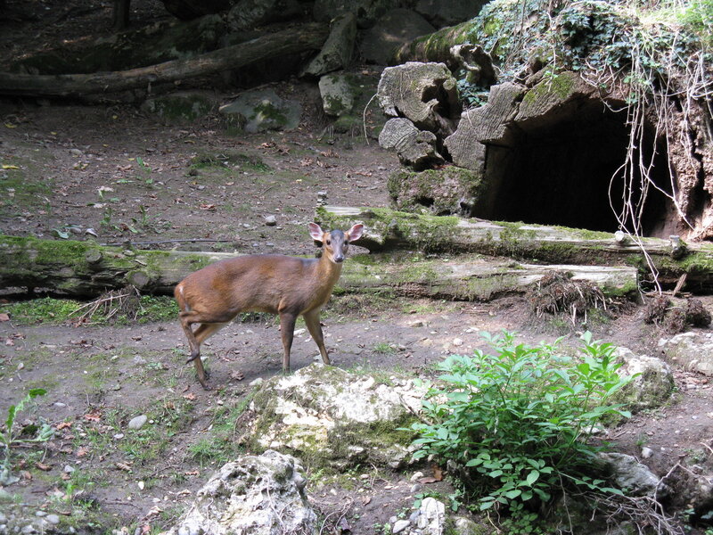 Deer in Forest — Brown