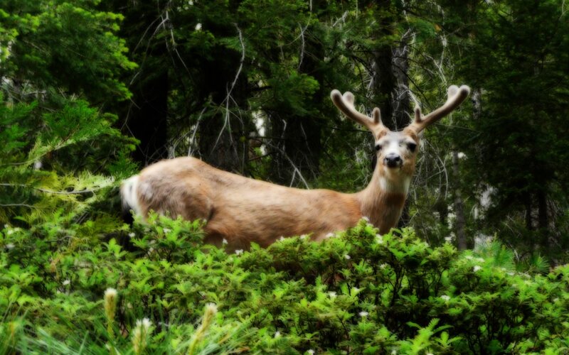 Deer in forest clearing