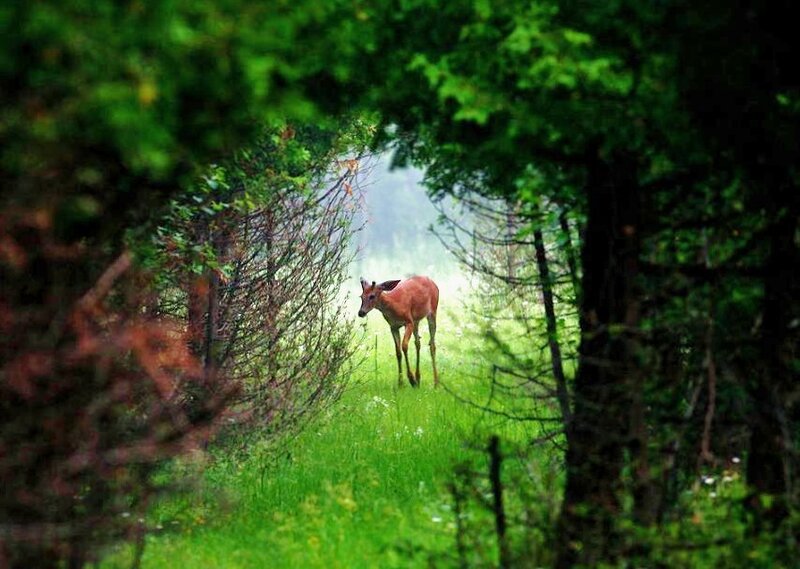Deer in Forest Clearing — Green, Serene, Morning, Photograph, Trees