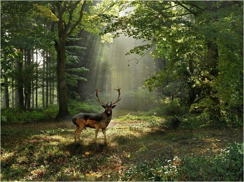Deer in Forest Clearing — Green, Serene, Morning