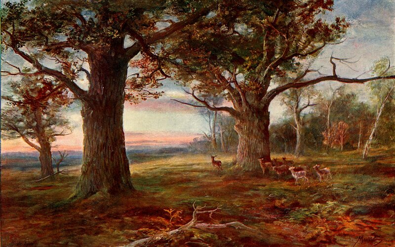 Deer in Forest Clearing — Green, Serene, Sunset