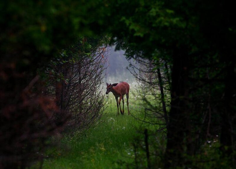 Deer in Forest Clearing — Green
