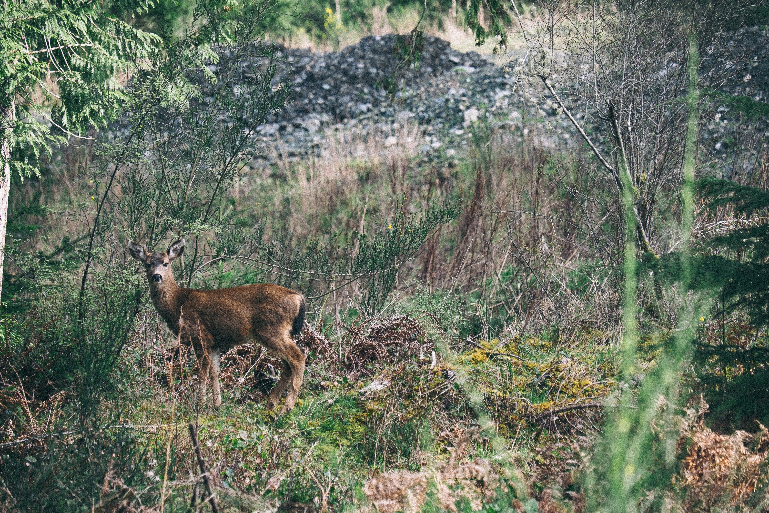 Deer in forest clearing