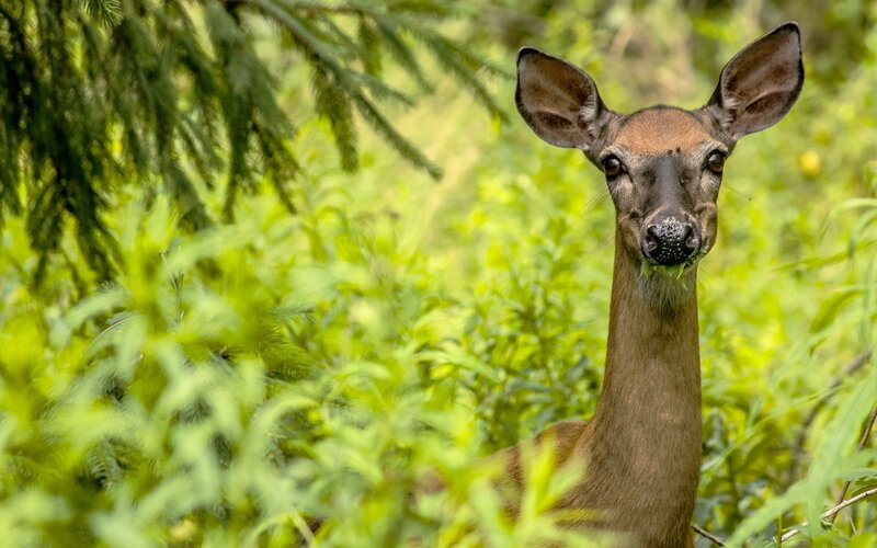 Deer in forest foliage