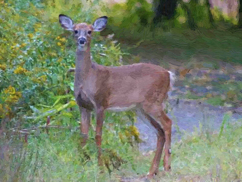 Deer in Forest — Green, Calm, Afternoon, Painting