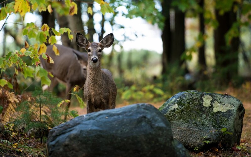 Deer in Forest — Green, Calm, Autumn, Photograph, Trees, Rocks, Leaves