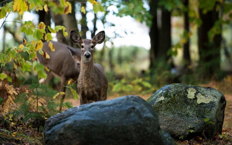 Deer in Forest — Green, Calm, Autumn, Photograph, Trees