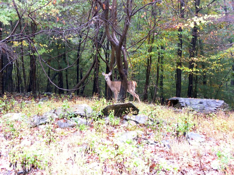 Deer in Forest — Green, Calm, Autumn