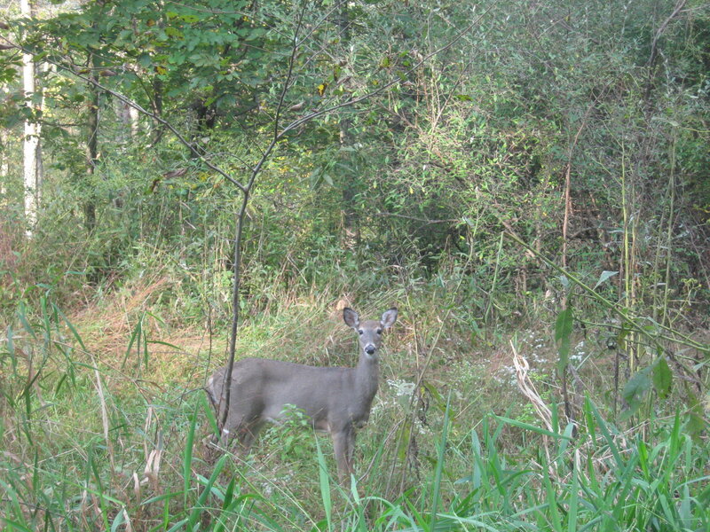 Deer in Forest — Green, Calm