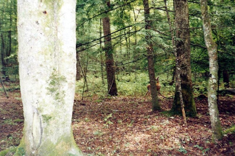 Deer in Forest — Green, Natural, Afternoon