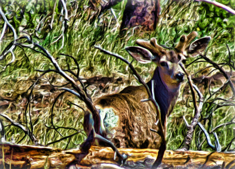 Deer in Forest — Green, Natural, Digital Art