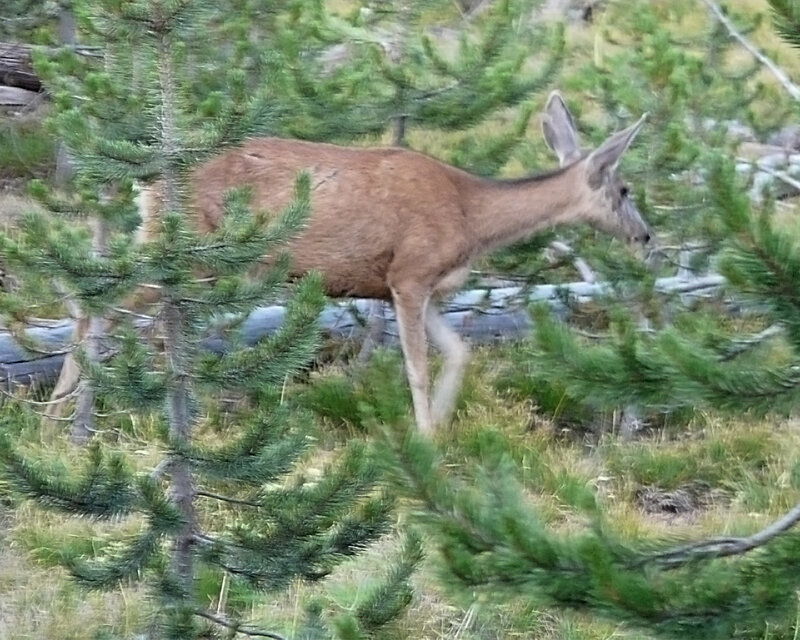 Deer in Forest — Green, Natural