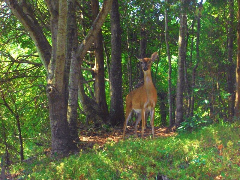 Deer in Forest — Green, Serene, Afternoon, Photograph