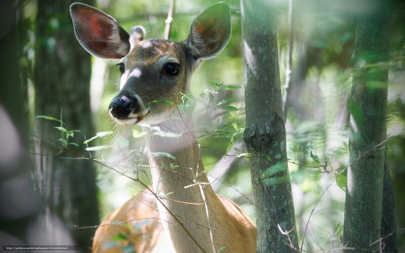 Deer in Forest — Green, Serene, Afternoon, Photograph, Trees