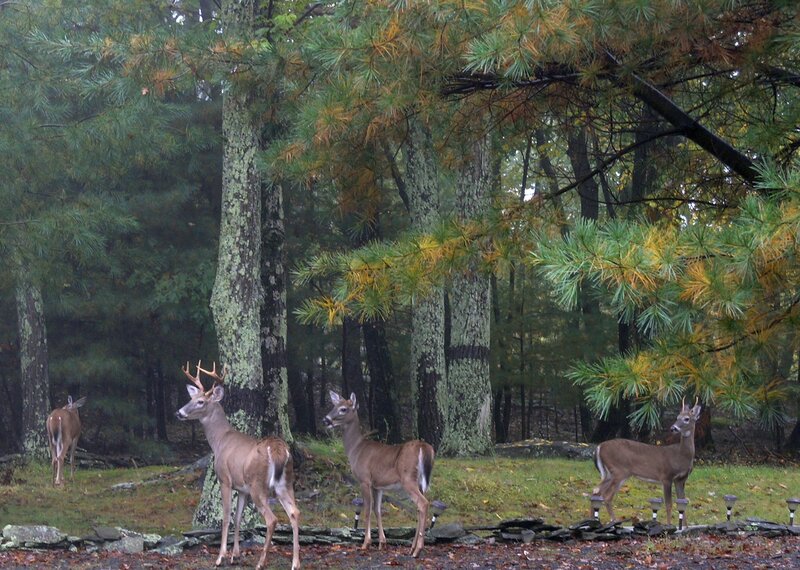 Deer in Forest — Green, Serene, Autumn, Photograph