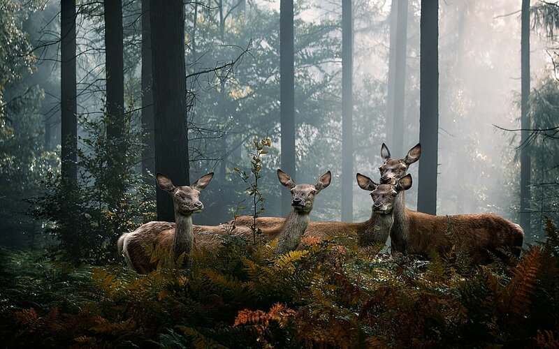 Deer in Forest — Green, Serene, Morning, Photograph, Trees, Fog