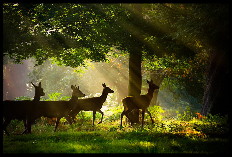 Deer in Forest — Green, Serene, Morning, Photograph, Trees, Sunlight
