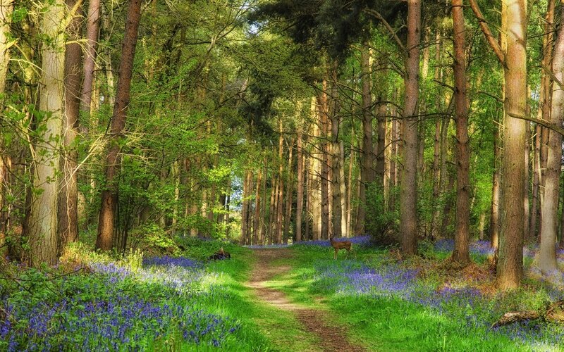 Deer in Forest — Green, Serene, Spring, Photograph