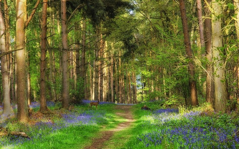 Deer in Forest — Green, Serene, Spring