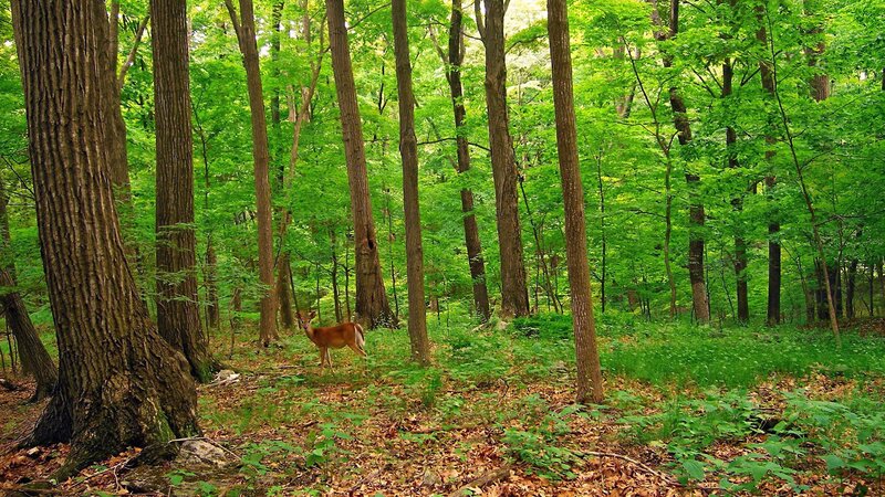 Deer in Forest — Green, Serene, Summer, Photograph, Trees