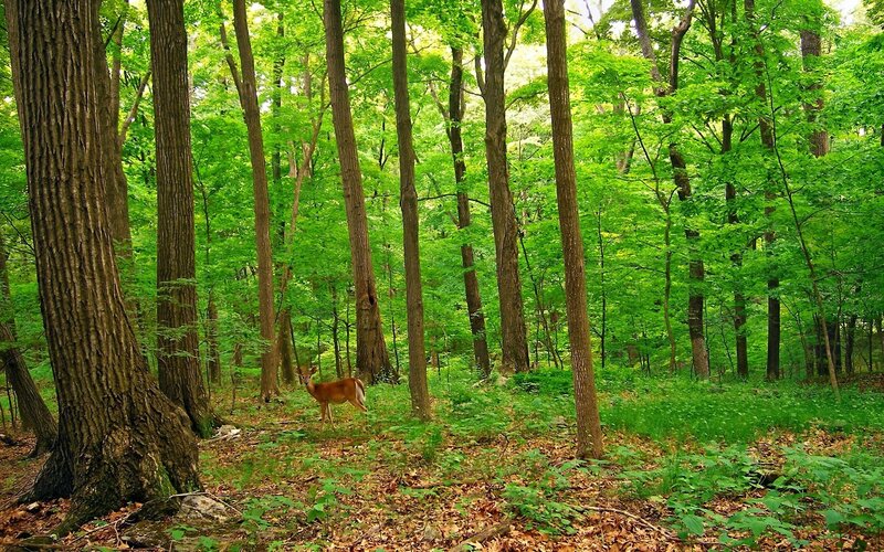 Deer in Forest — Green, Serene, Summer