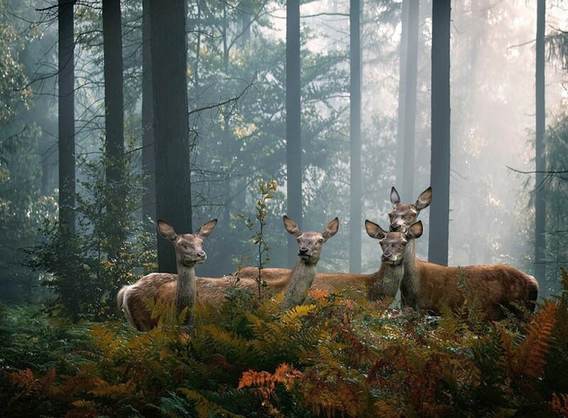 Deer in Forest — Green, Serene