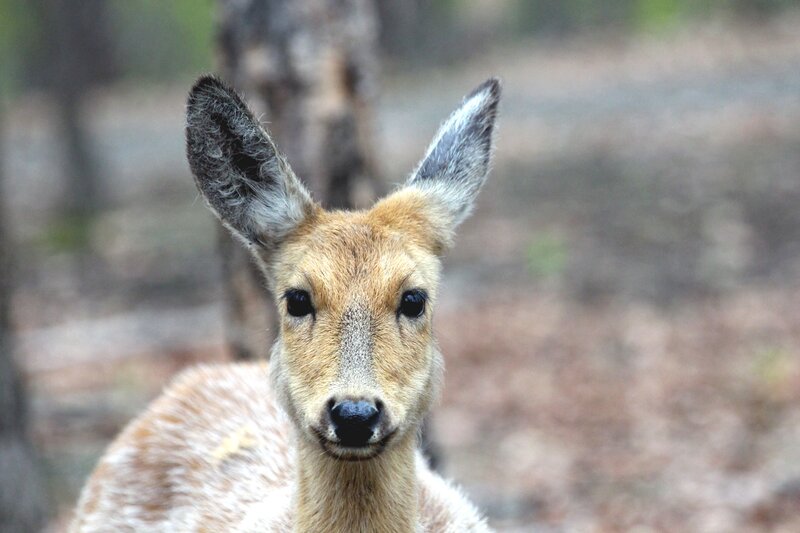 deer in forest looking at camera