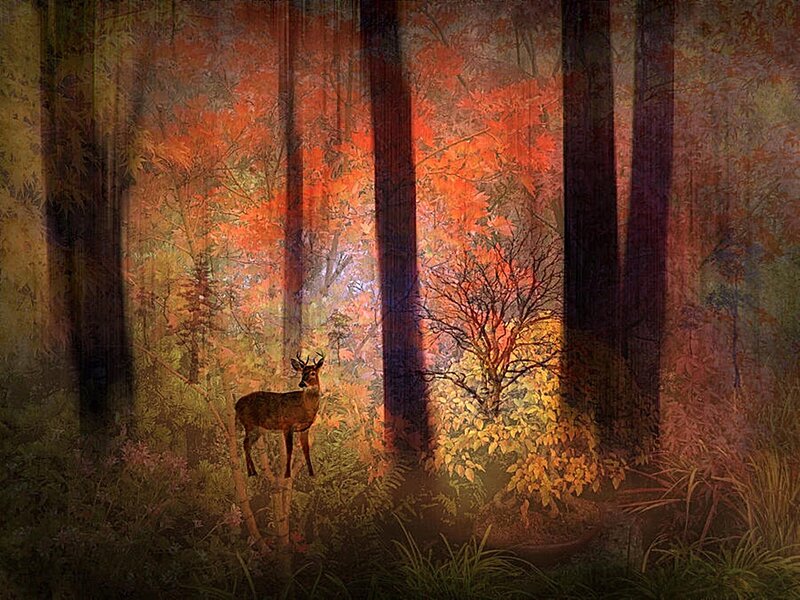 Deer in Forest — Orange, Serene, Autumn
