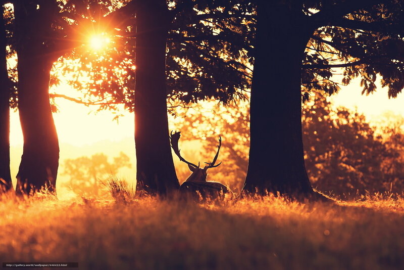 Deer in Forest — Orange, Serene, Sunset, Photograph