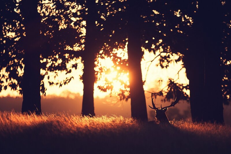 Deer in Forest — Orange, Serene, Sunset, Photograph, Trees, Sun, Grass, Black