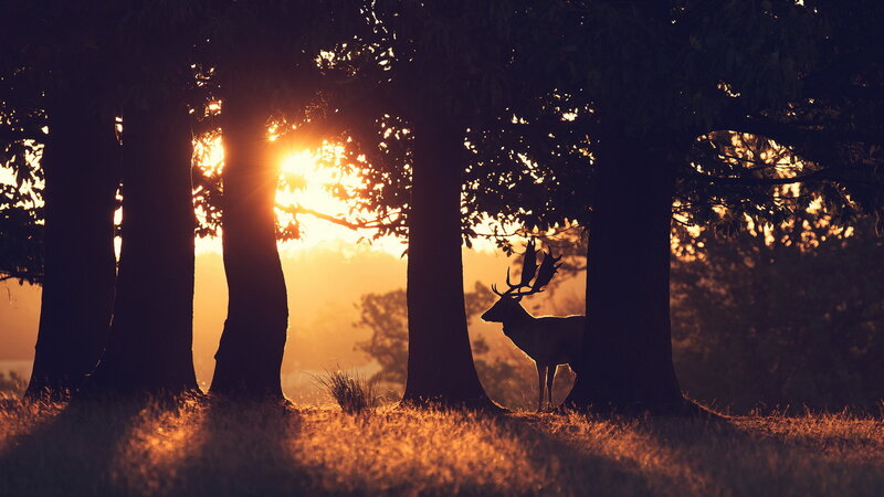 Deer in Forest — Orange, Serene