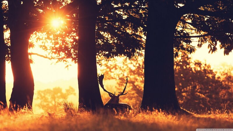Deer in Forest — Orange