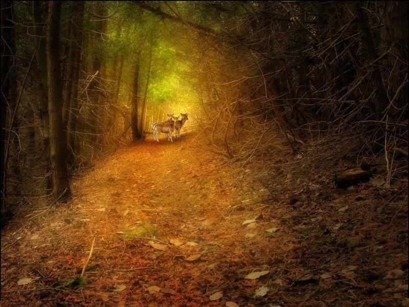 Deer in Forest Path — Brown