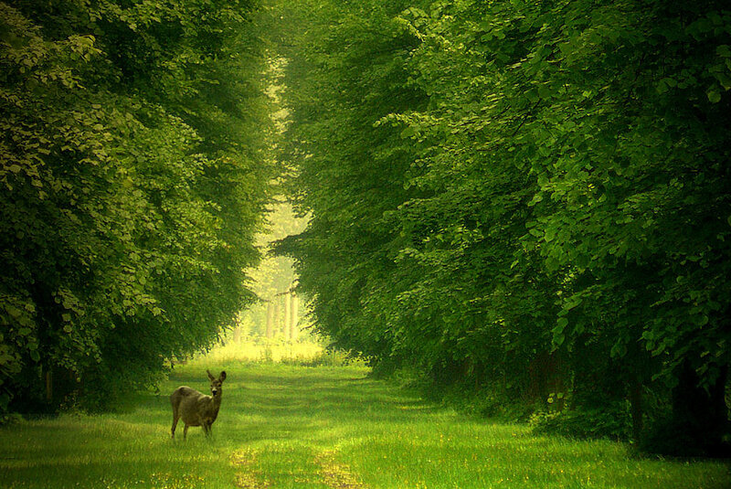 Deer in Forest Path — Green, Serene, Morning, Photograph