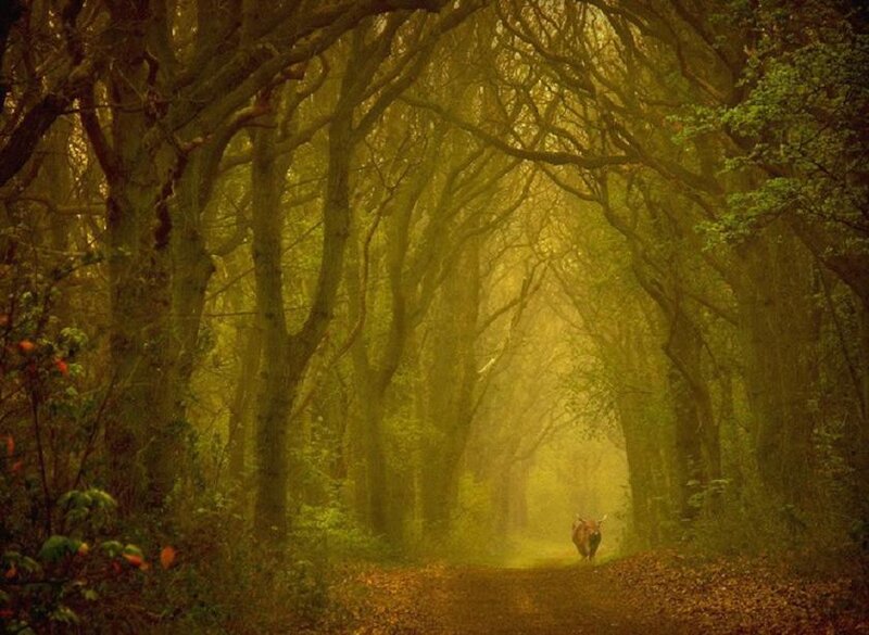 Deer in Forest Path