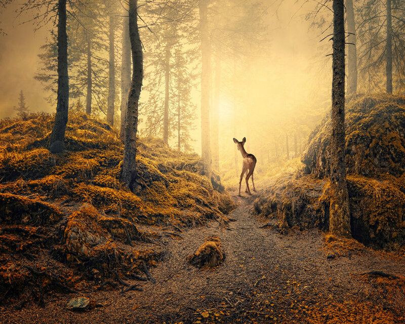 Deer in Forest Path — Yellow