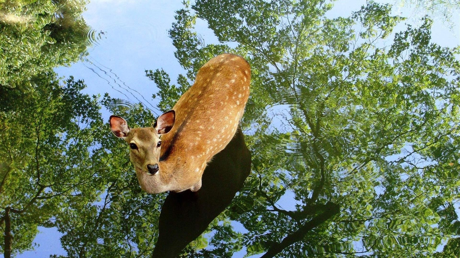 Deer in forest pond