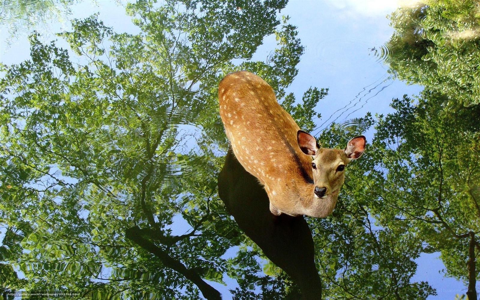Deer in forest reflection