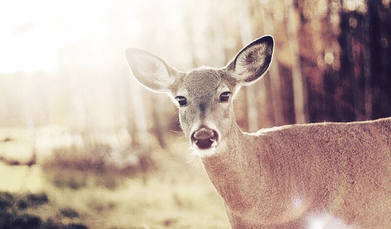 deer in forest sunlight