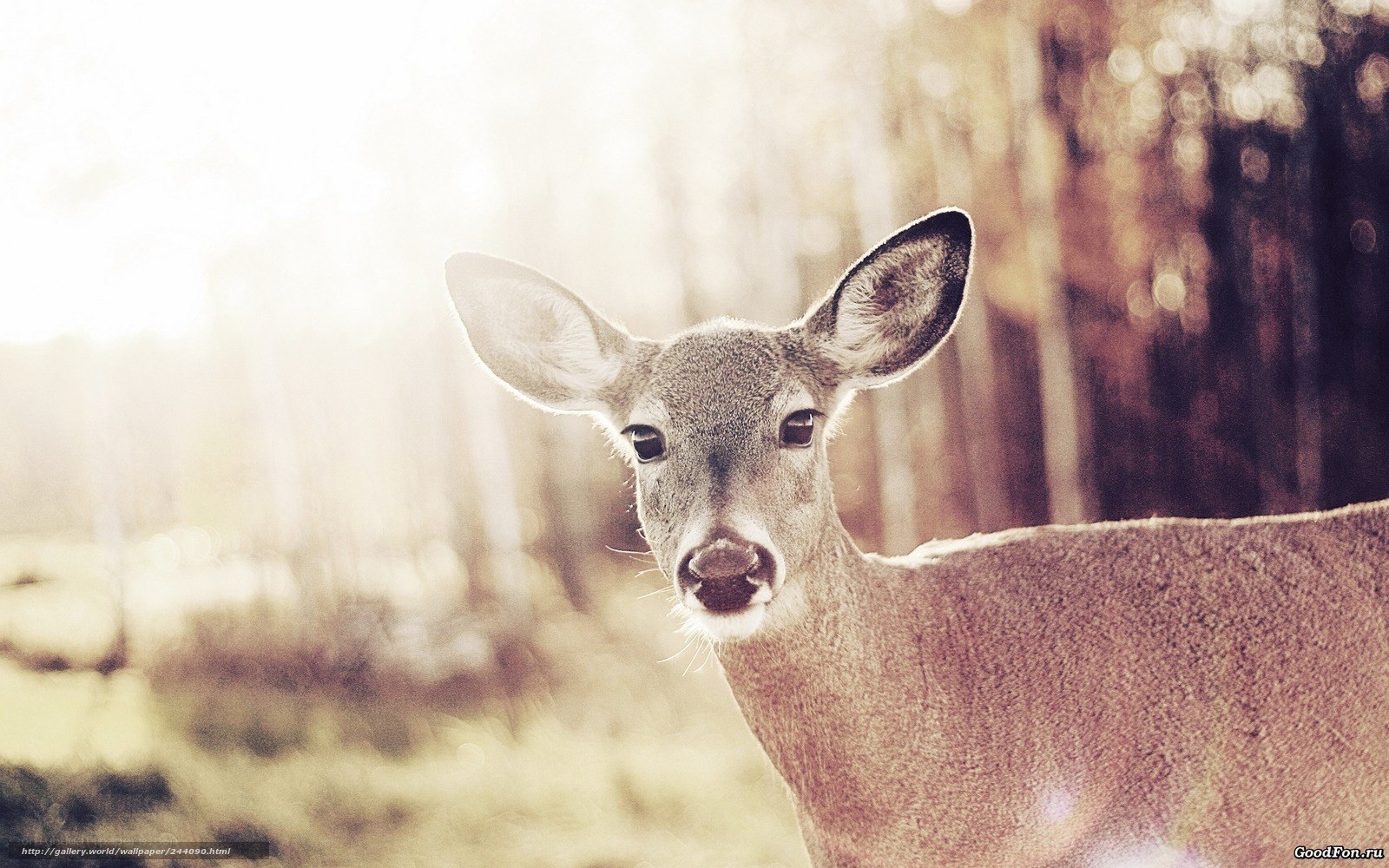 deer in forest sunlight