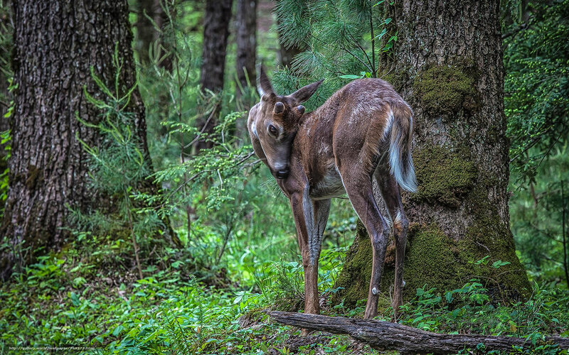 Deer in forest