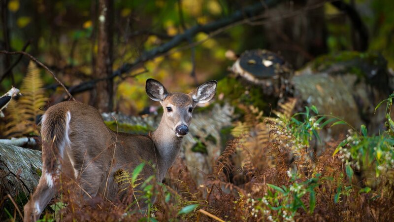 Deer in forest undergrowth
