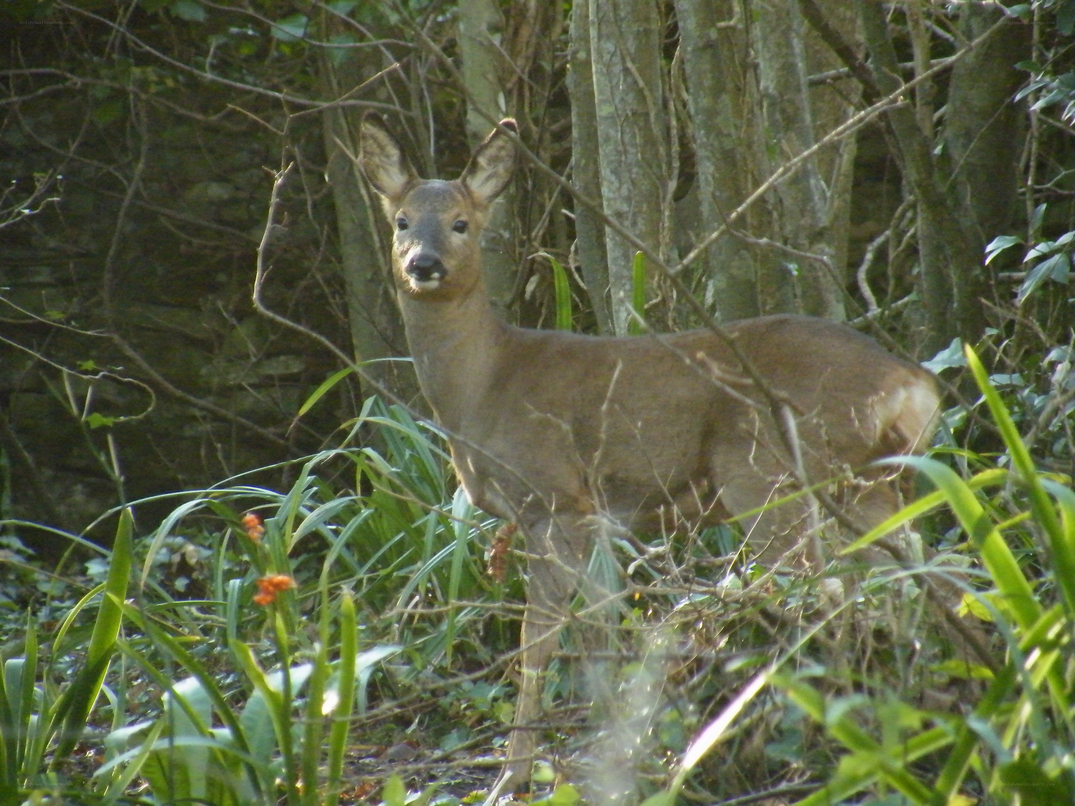 deer in forest undergrowth